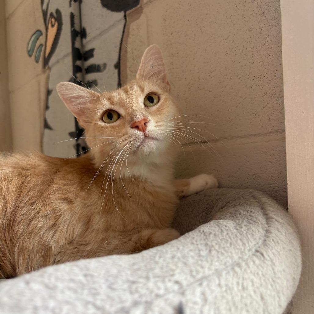 Enlarge Karol, a Adoptable Domestic Short Hair in Laredo, TX image 1/6