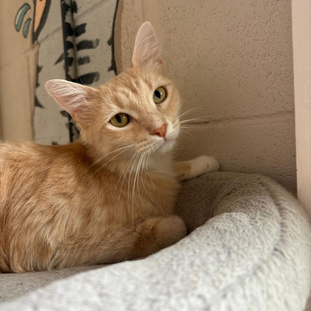 Enlarge Karol, a Adoptable Domestic Short Hair in Laredo, TX image 2/6