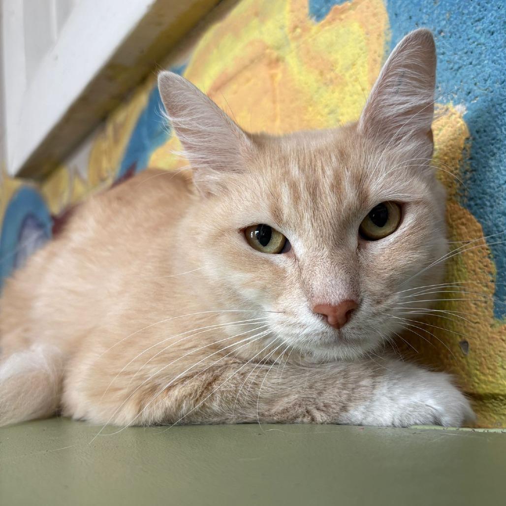 Enlarge Karol, a Adoptable Domestic Short Hair in Laredo, TX image 3/6