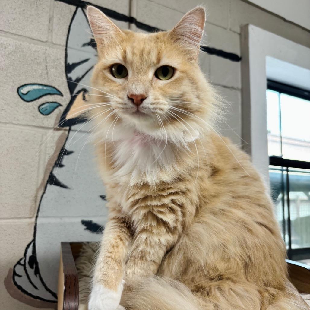 Enlarge Karol, a Adoptable Domestic Short Hair in Laredo, TX image 4/6