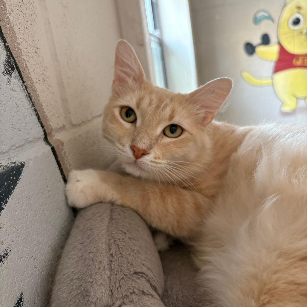 Enlarge Karol, a Adoptable Domestic Short Hair in Laredo, TX image 5/6