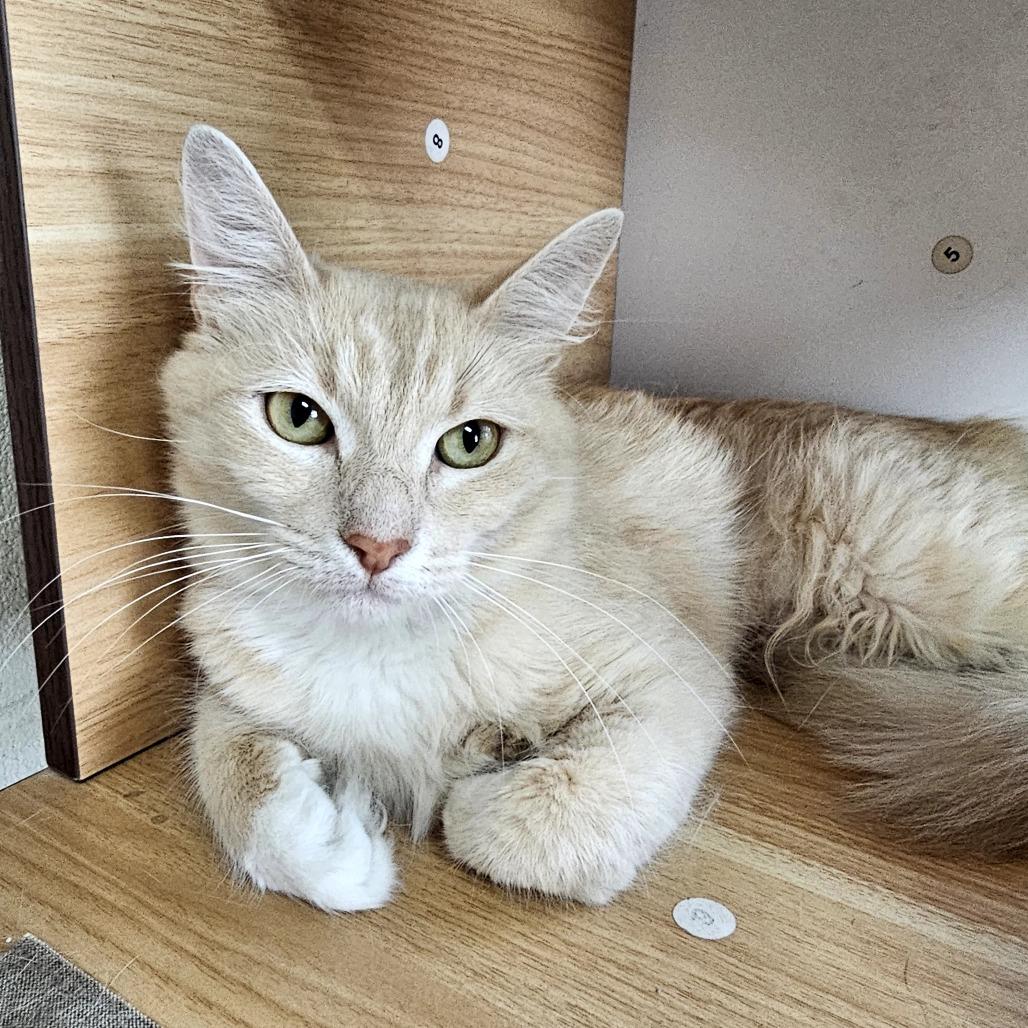 Enlarge Karol, a Adoptable Domestic Short Hair in Laredo, TX image 6/6