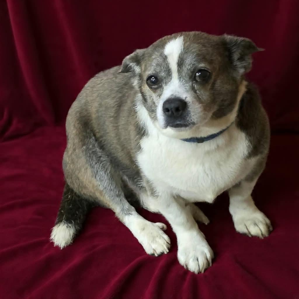 Enlarge Tippy, an adopted mixed breed in Wheelersburg, OH image 2/2