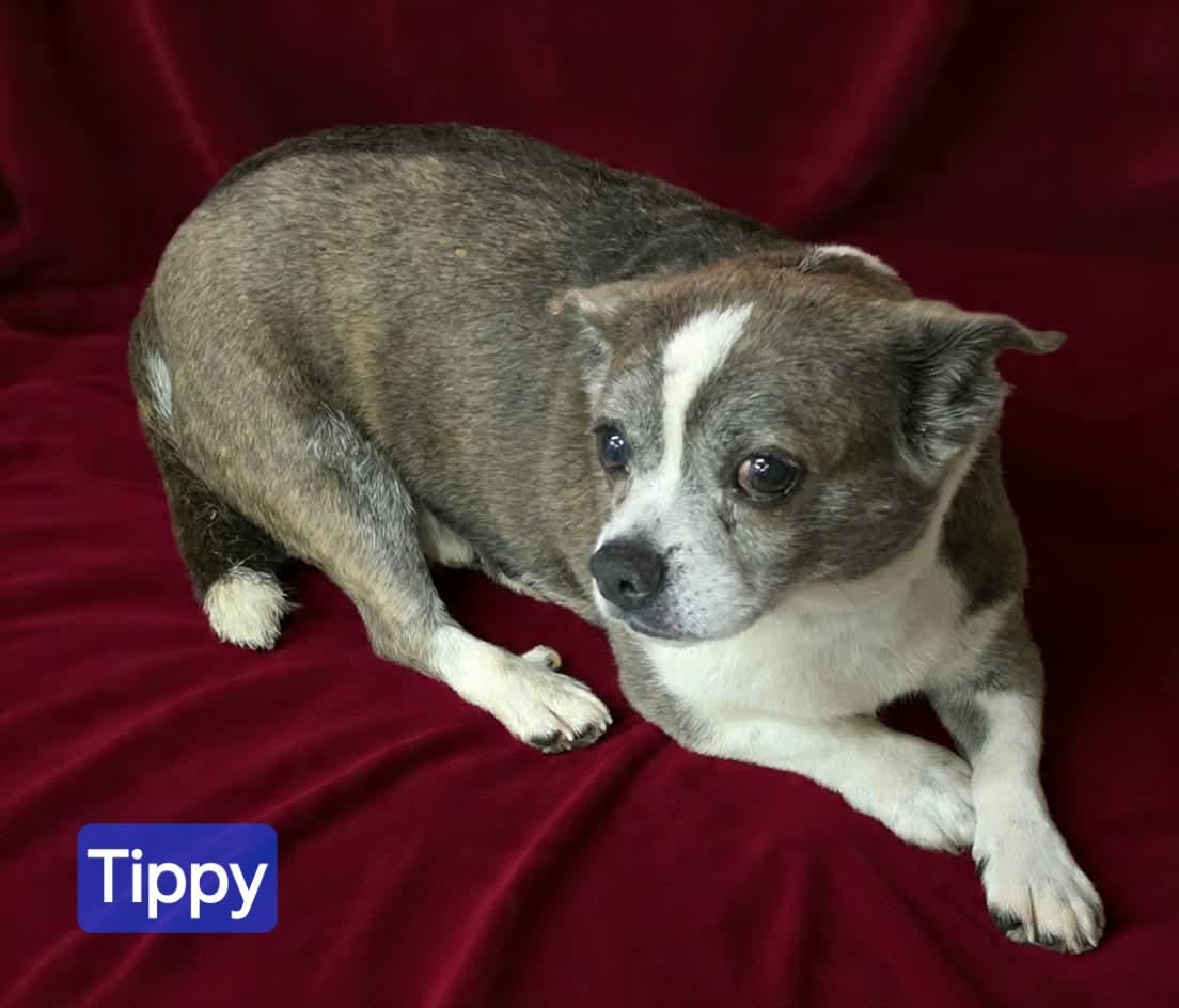 Tippy, adopted, Senior Male Pug.