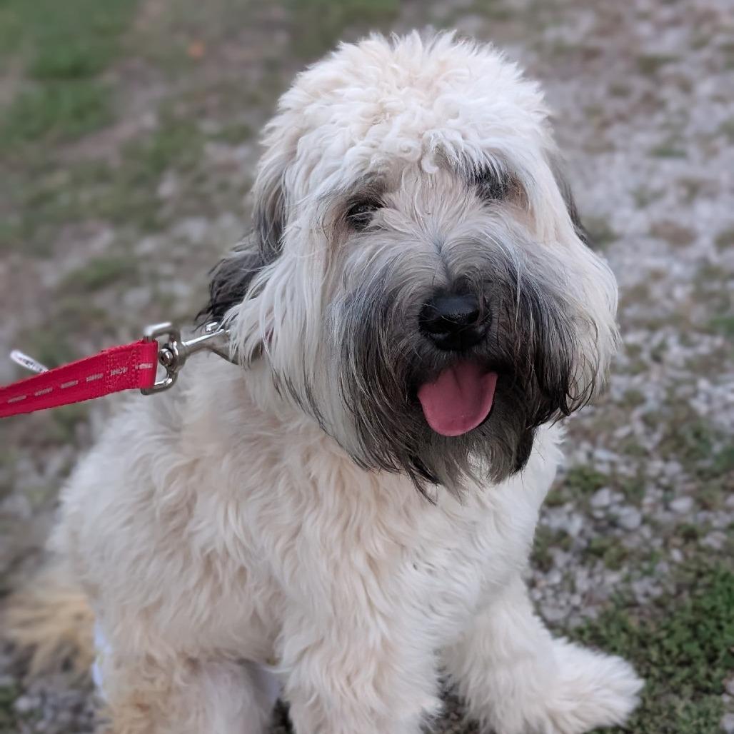 Enlarge Maple, a Adoptable Wheaten Terrier in Newton, IA image 1/1
