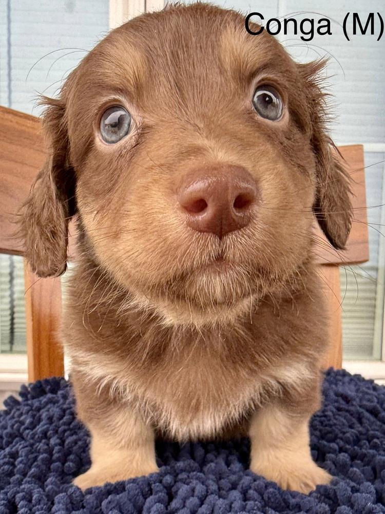 1077 Conga, Adoptable, Puppy Male Australian Shepherd & Dachshund.
