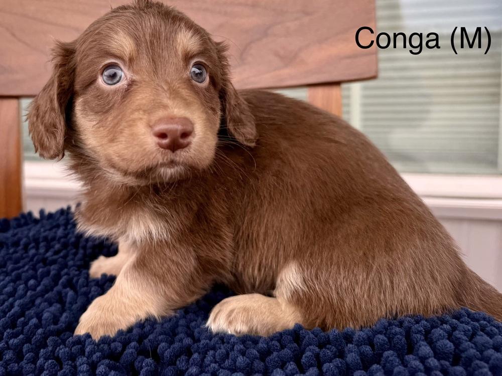 1077 Conga, a Adoptable mixed breed in Waukesha, WI image 4/4