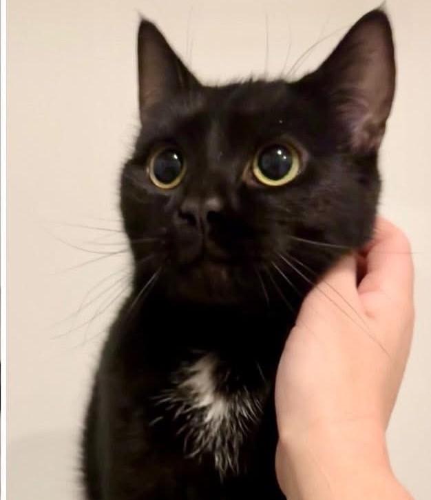 Enlarge AMAZON, an adopted Domestic Short Hair in Kennebunk , ME image 1/1