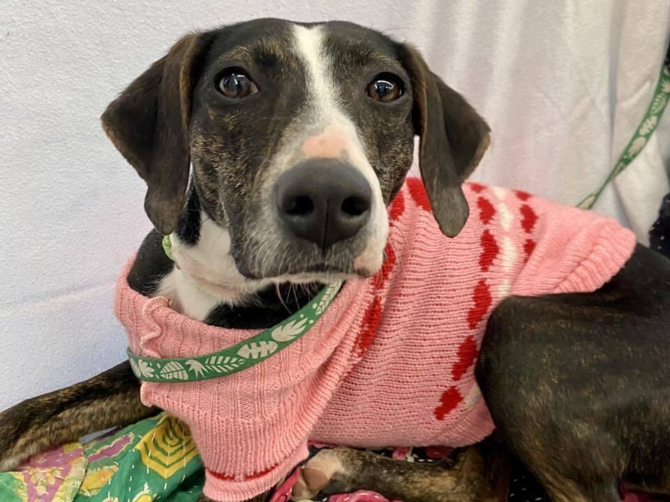 Enlarge Birdie May, a Adoptable mixed breed in Milton, DE image 1/6