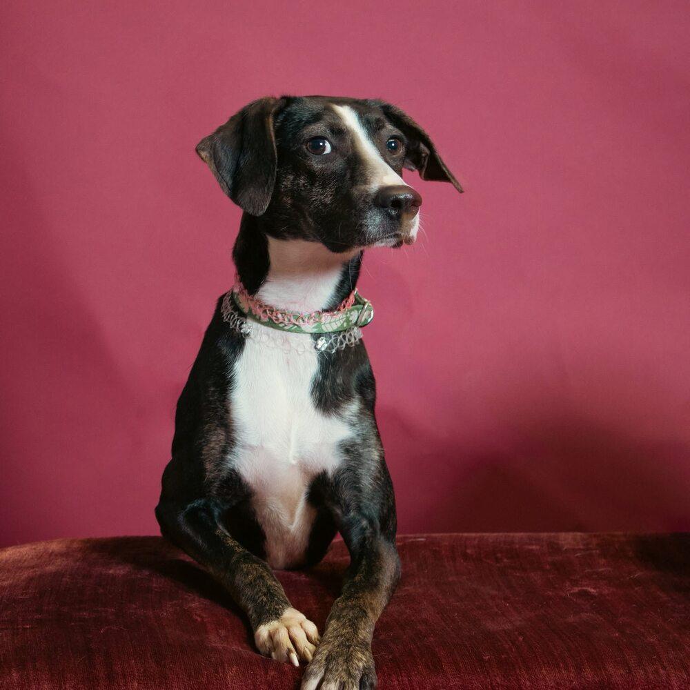 Enlarge Birdie May, a Adoptable mixed breed in Milton, DE image 3/6