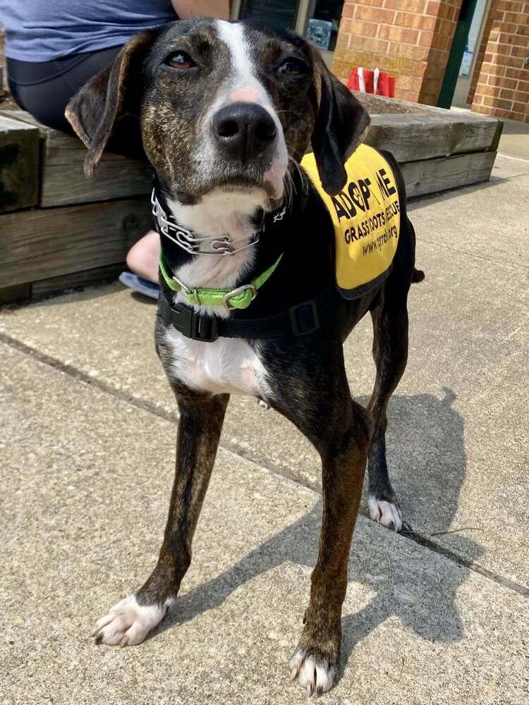 Enlarge Birdie May, a Adoptable mixed breed in Milton, DE image 2/6