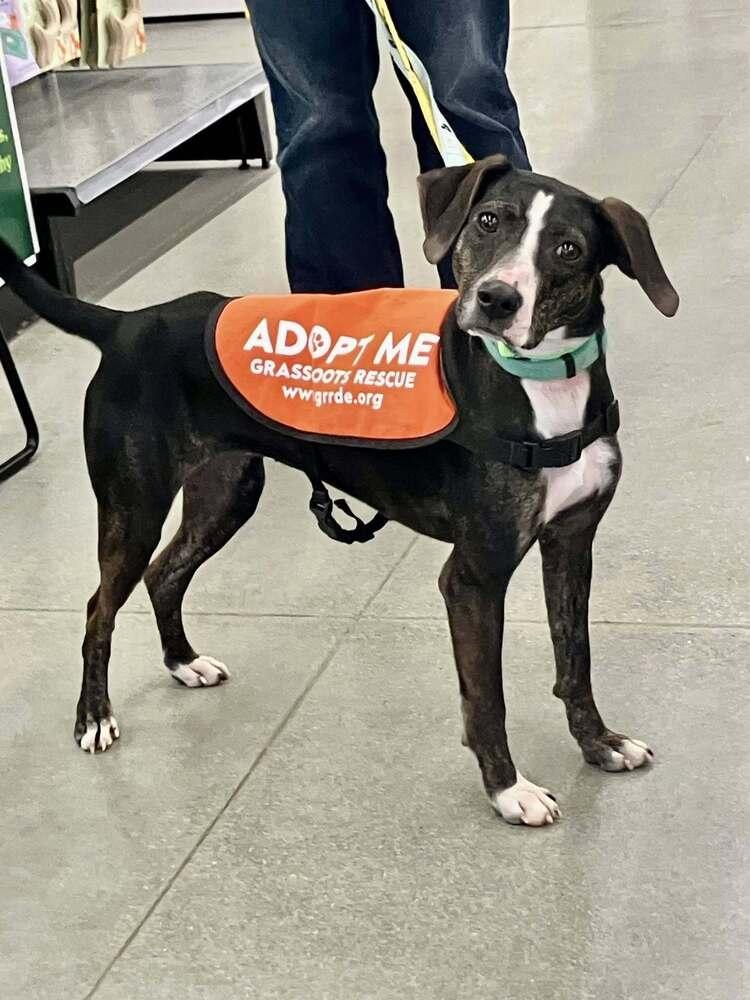 Enlarge Birdie May, a Adoptable mixed breed in Milton, DE image 4/6