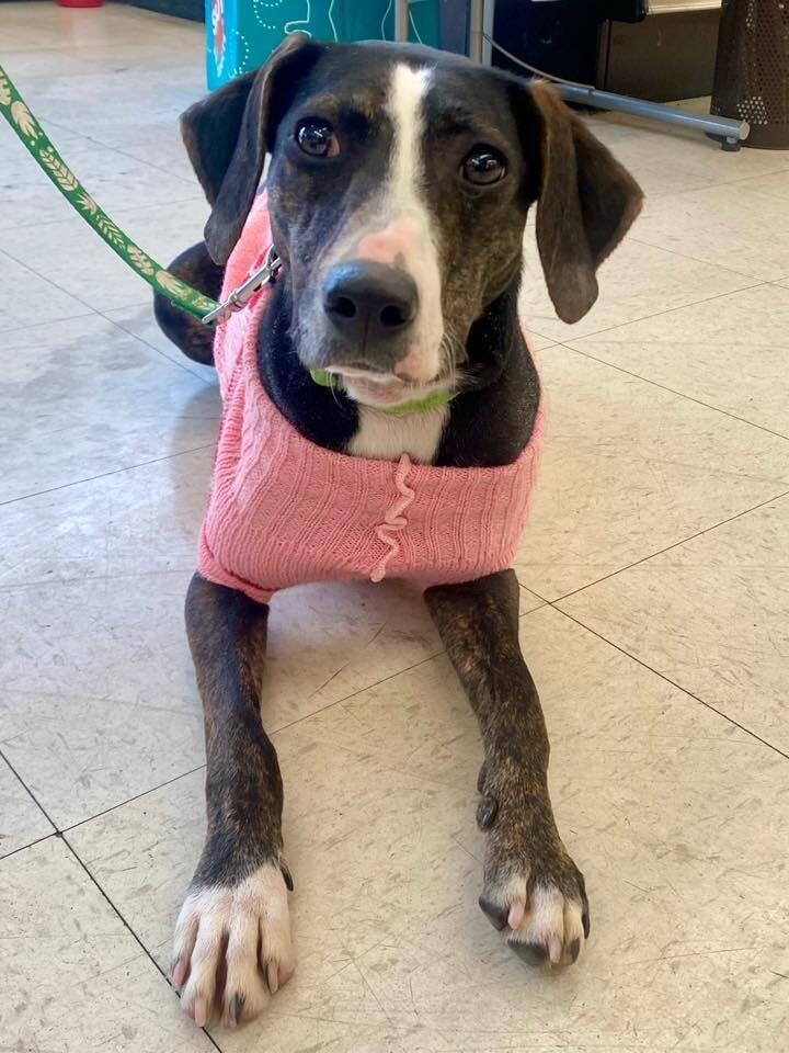 Enlarge Birdie May, a Adoptable mixed breed in Milton, DE image 5/6