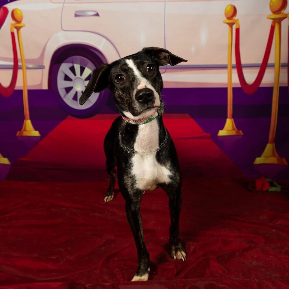 Enlarge Birdie May, a Adoptable mixed breed in Milton, DE image 6/6