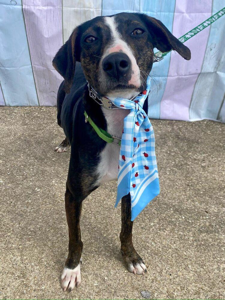 Enlarge Birdie May, a Adoptable mixed breed in Milton, DE image 6/6