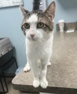 Enlarge Sandwich, a Adoptable Tabby in Philadelphia, PA image 4/5