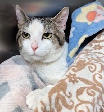 Enlarge Sandwich, a Adoptable Tabby in Philadelphia, PA image 3/5