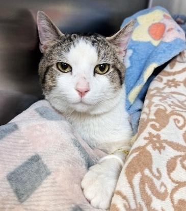 Enlarge Sandwich, a Adoptable Tabby in Philadelphia, PA image 1/5