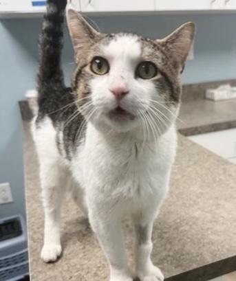 Enlarge Sandwich, a Adoptable Tabby in Philadelphia, PA image 2/5