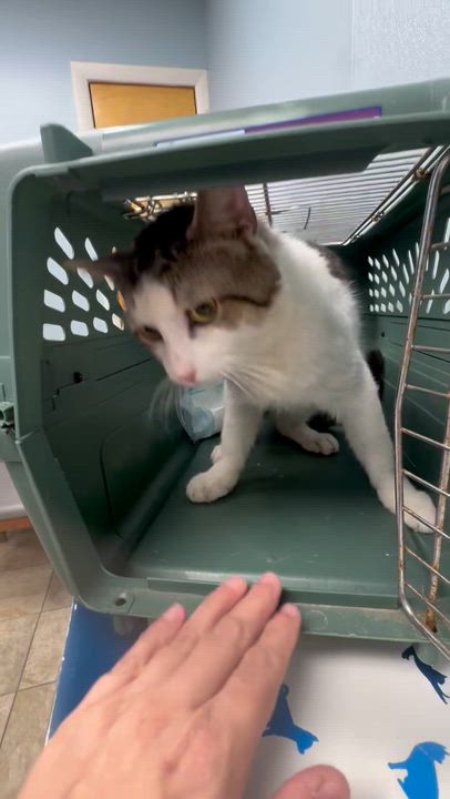 Enlarge Sandwich, a Adoptable Tabby in Philadelphia, PA video 5/5