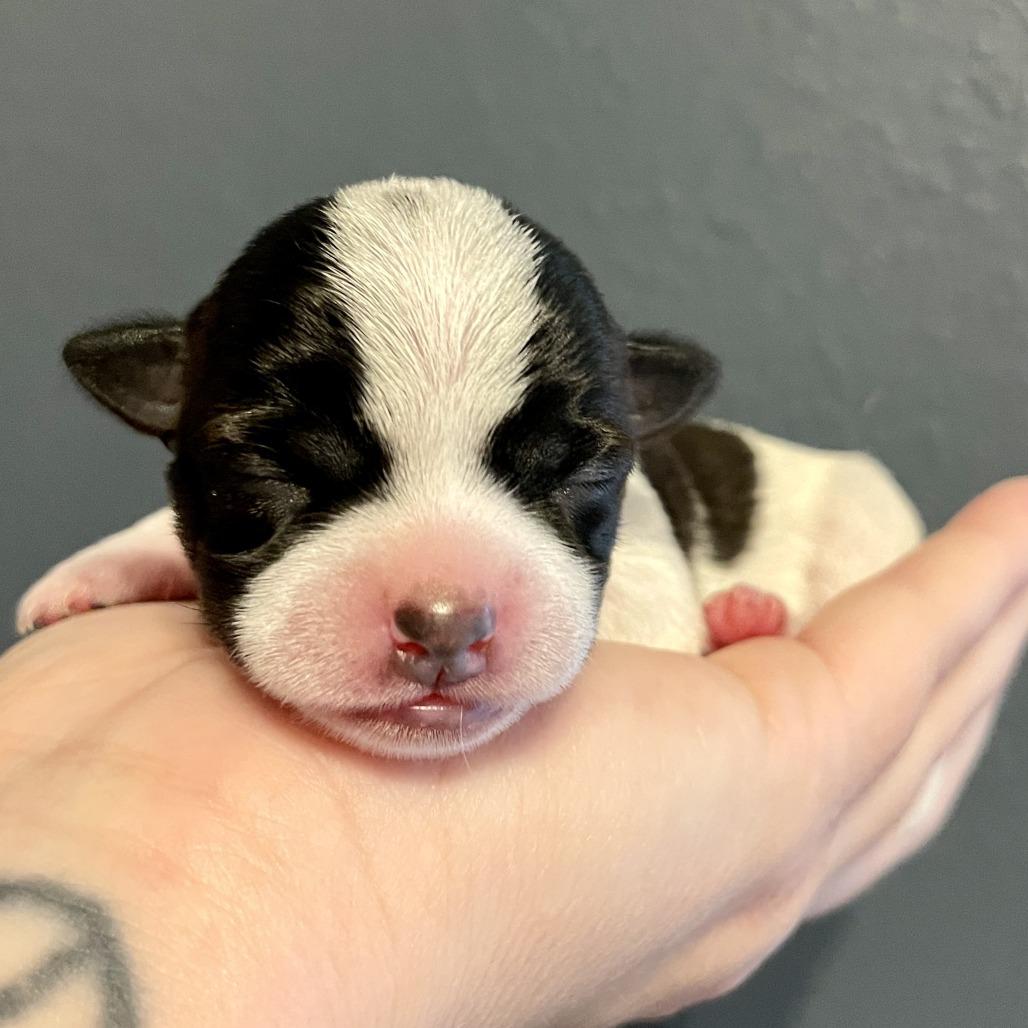 Minnie, Adoptable, Puppy Female Terrier & Mixed Breed.