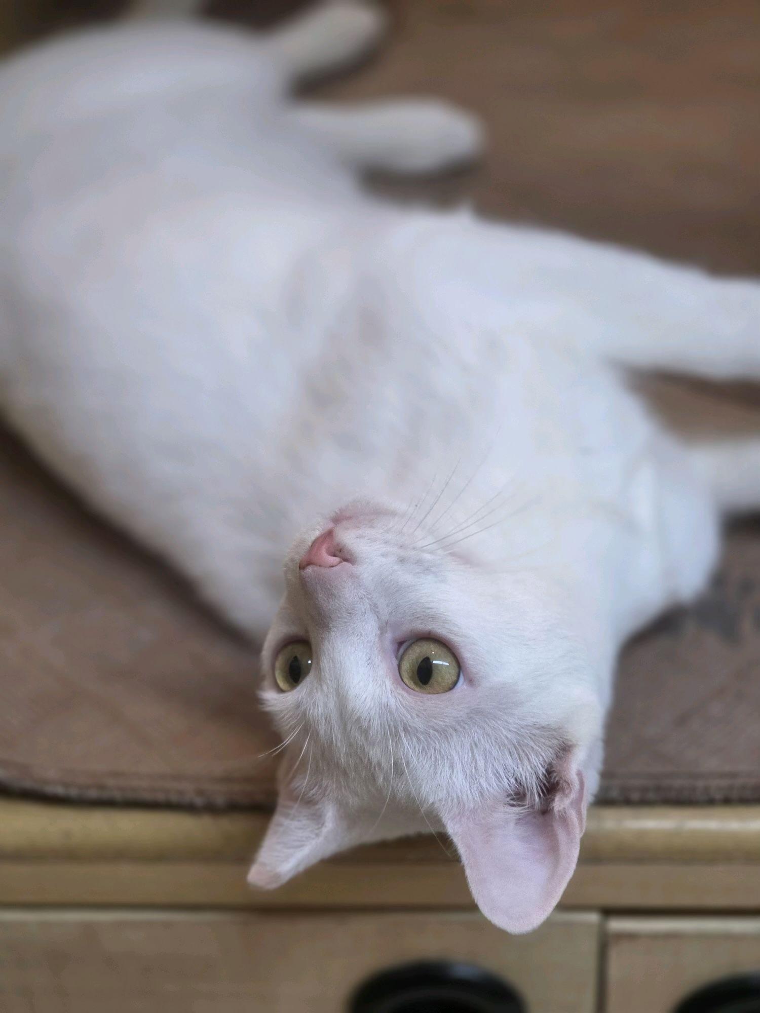 Smudge and Señor Blanco, a Adoptable Domestic Short Hair in Sunset Valley, TX image 3/6