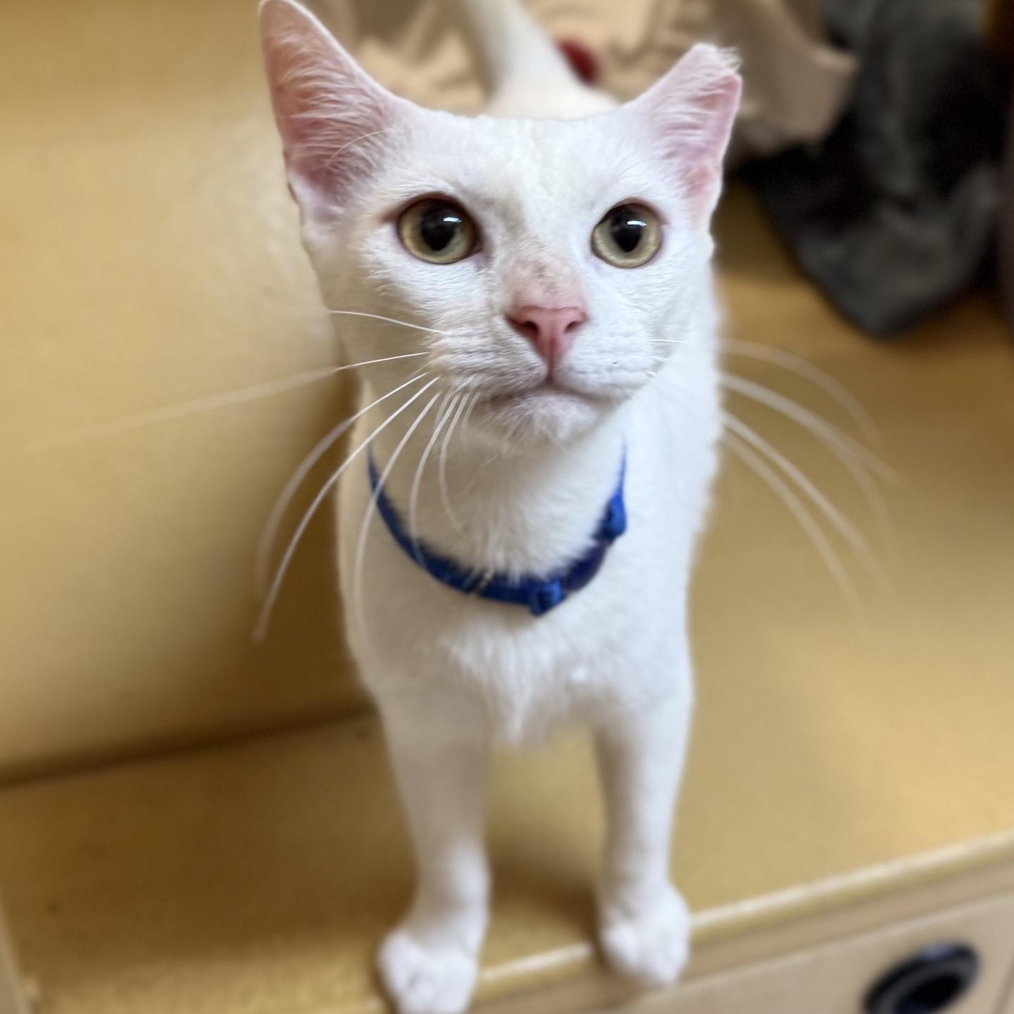 Smudge and Señor Blanco, a Adoptable Domestic Short Hair in Sunset Valley, TX image 1/6