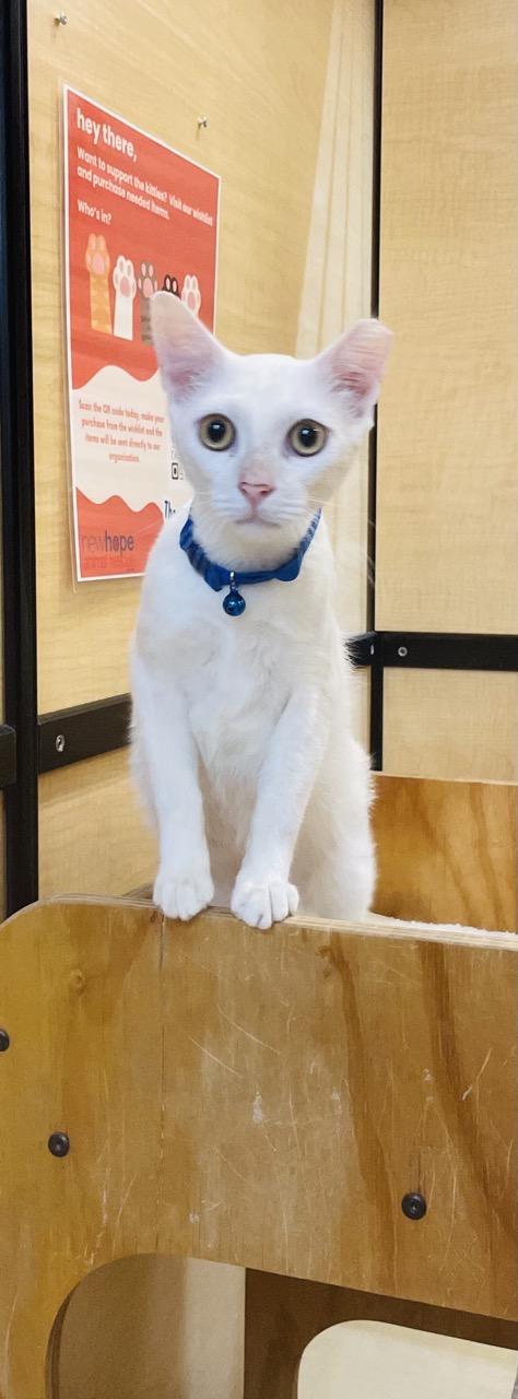 Smudge and Señor Blanco, a Adoptable Domestic Short Hair in Sunset Valley, TX image 6/6