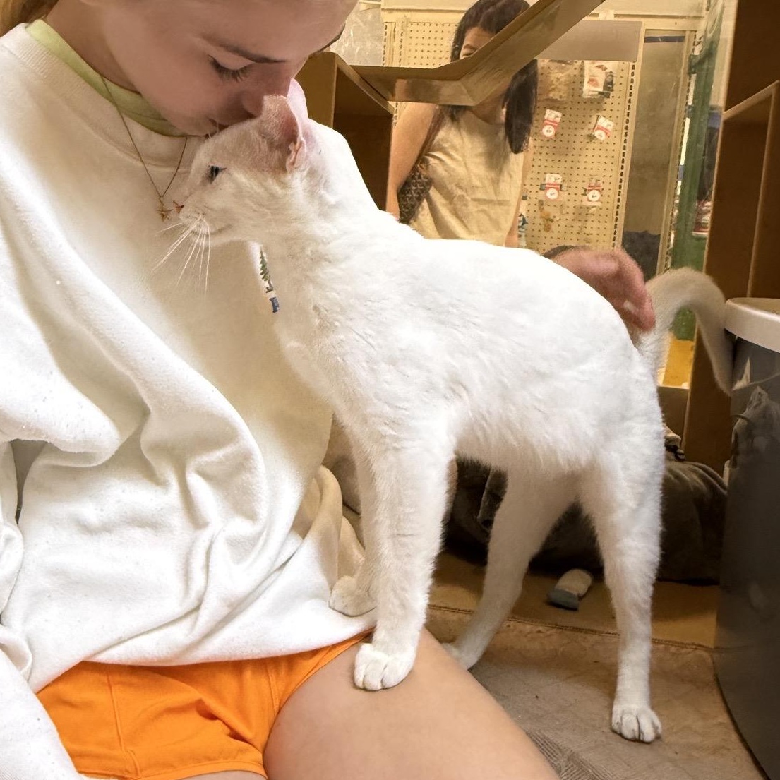 Smudge and Señor Blanco, a Adoptable Domestic Short Hair in Sunset Valley, TX image 2/6
