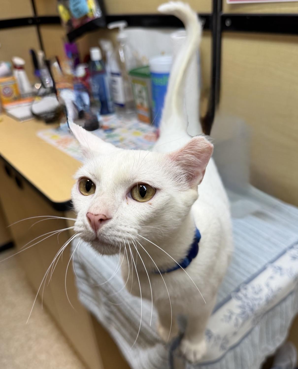 Smudge and Señor Blanco, a Adoptable Domestic Short Hair in Sunset Valley, TX image 5/6