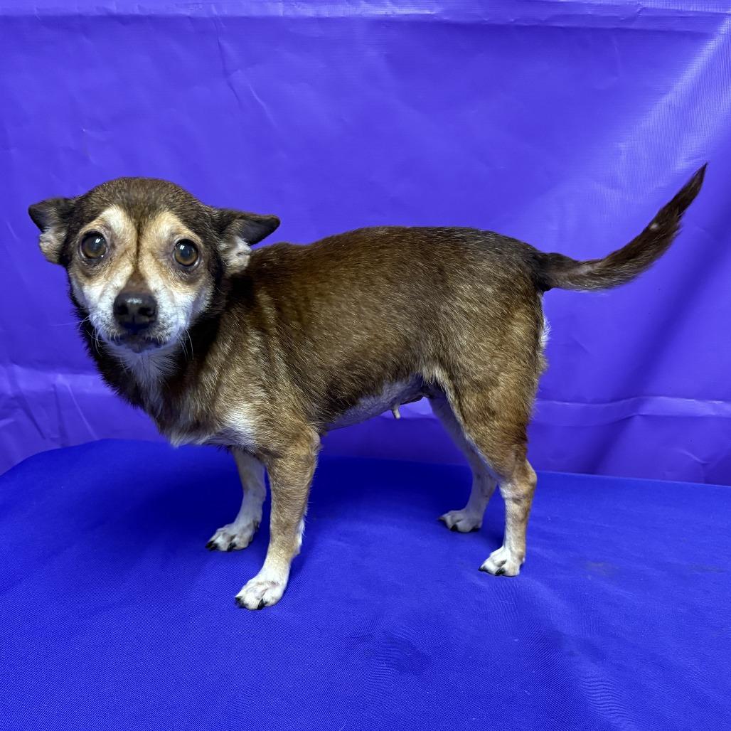 Scarlett 2, Adoptable, Senior Female Rat Terrier & Mixed Breed.