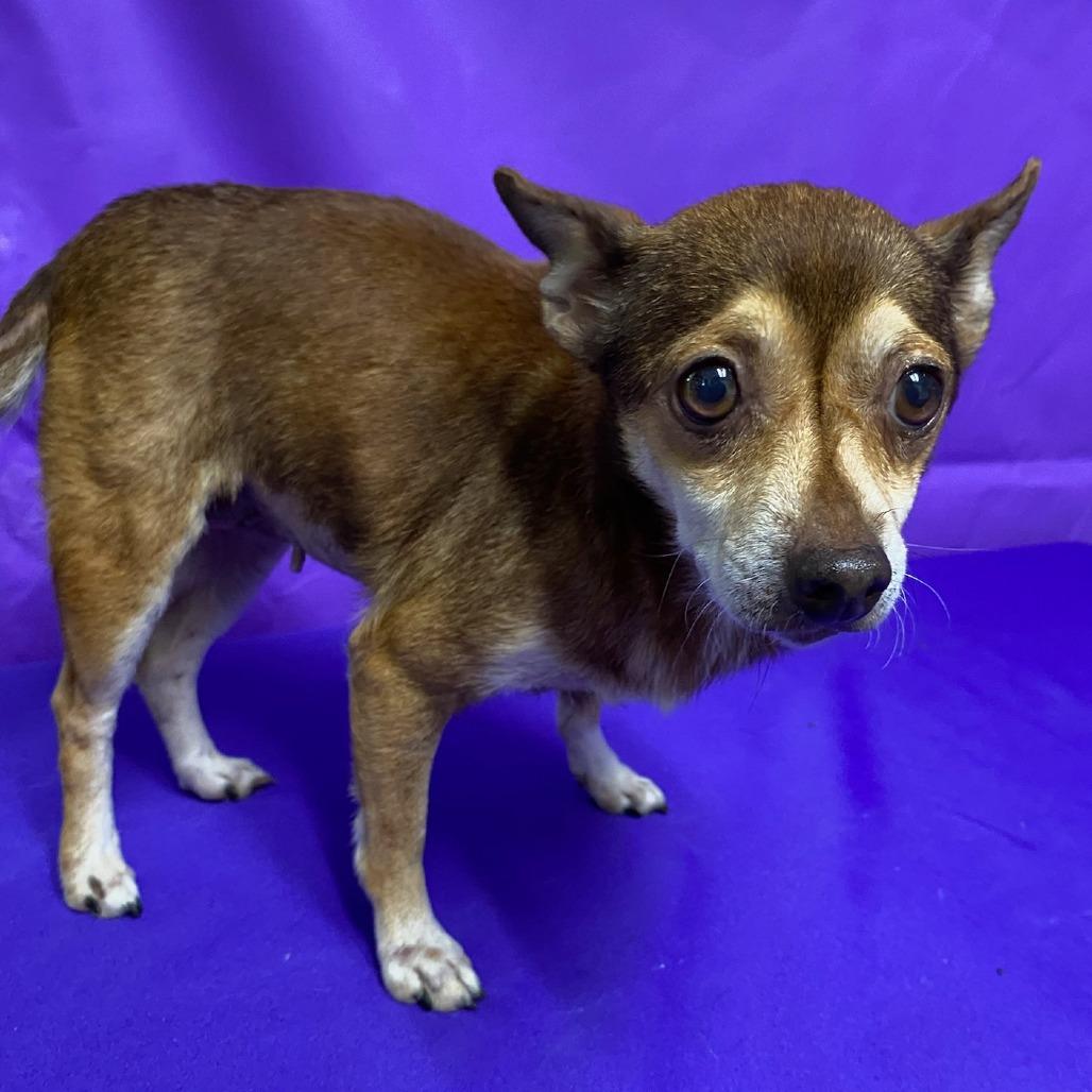 Enlarge Scarlett 2, a Adoptable mixed breed in North Myrtle Beach, SC image 2/2