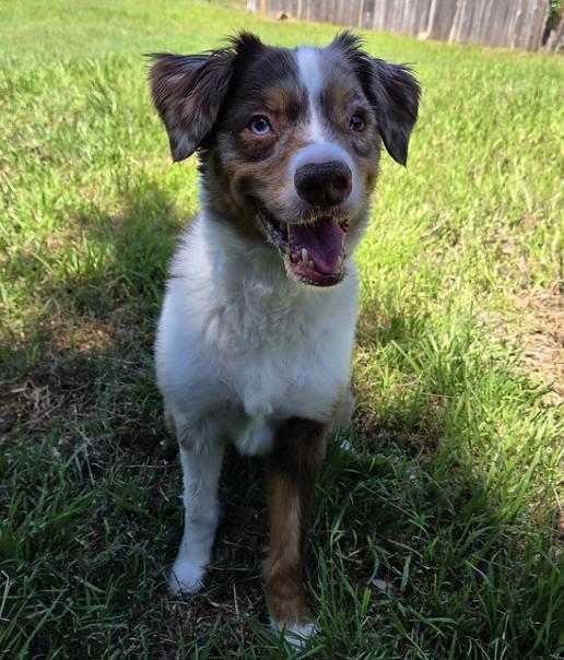 Light, Adoptable, Adult Male Australian Shepherd.