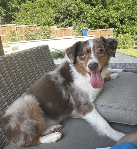 Light, a Adoptable Australian Shepherd in Arlington, TX image 3/5