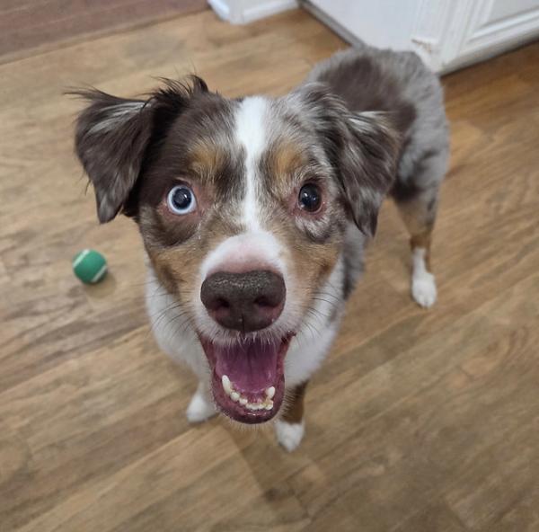 Light, a Adoptable Australian Shepherd in Arlington, TX image 2/4