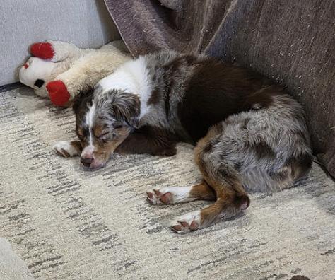 Light, a Adoptable Australian Shepherd in Arlington, TX image 3/4
