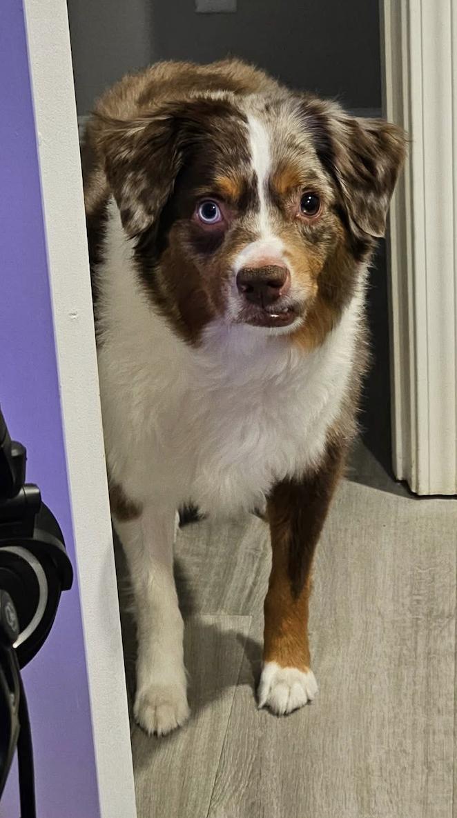 Light, a Adoptable Australian Shepherd in Arlington, TX image 4/4