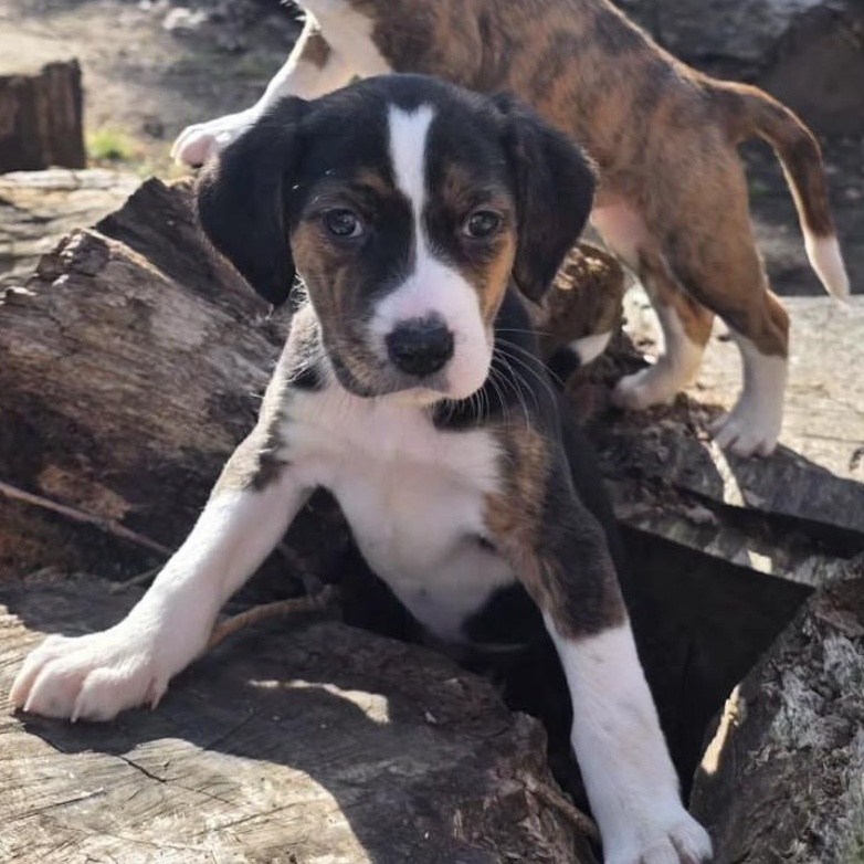 Cooke, ADOPTABLE, Puppy Female Hound.