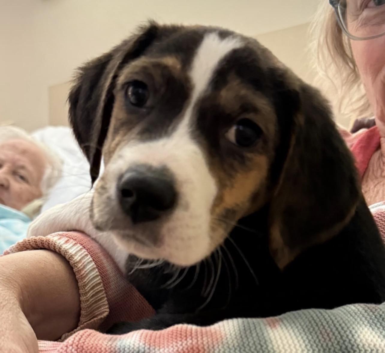 Cooke, ADOPTABLE, Puppy Female Hound.