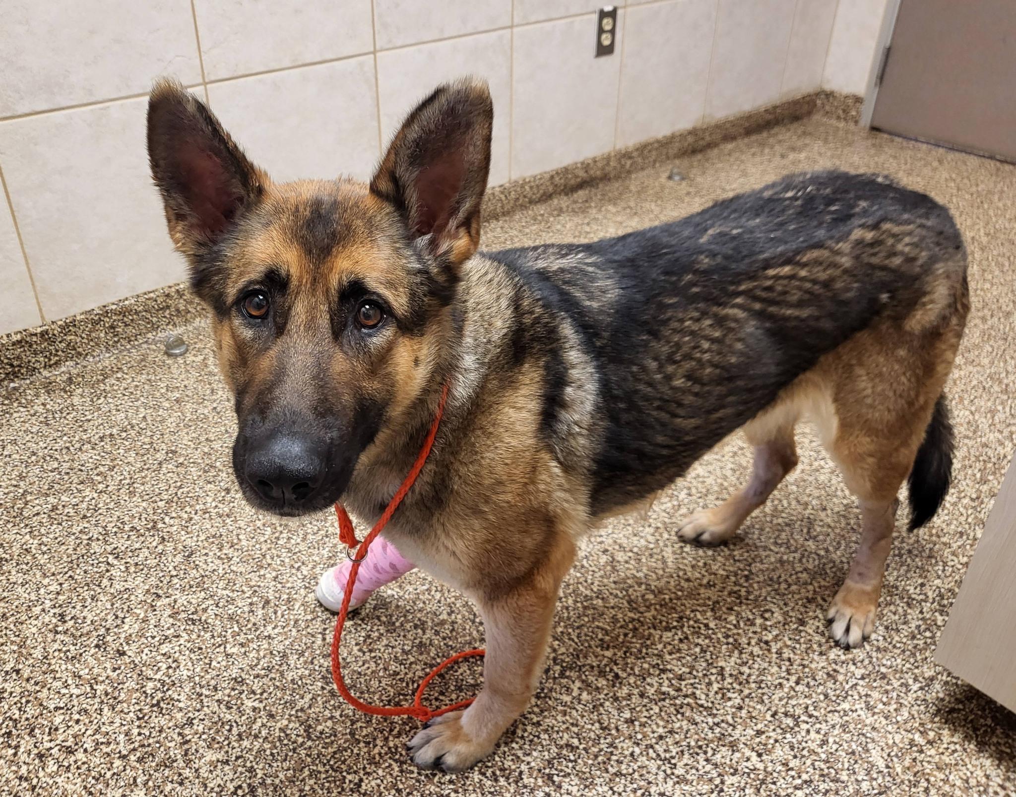 Enlarge Lala, a ADOPTABLE German Shepherd Dog in Salisbury, NC image 2/5