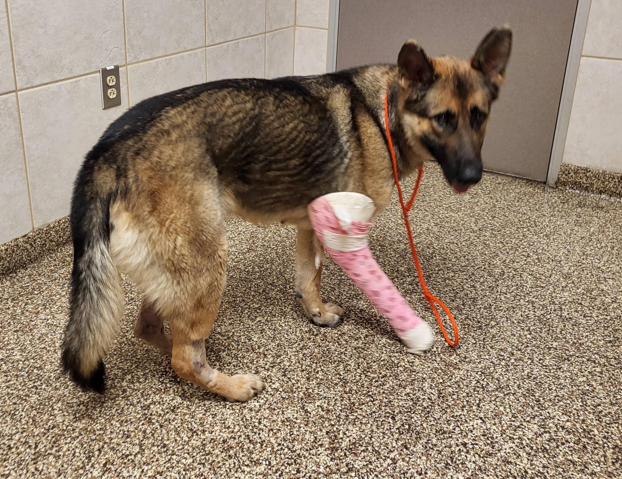 Enlarge Lala, a ADOPTABLE German Shepherd Dog in Salisbury, NC image 4/5