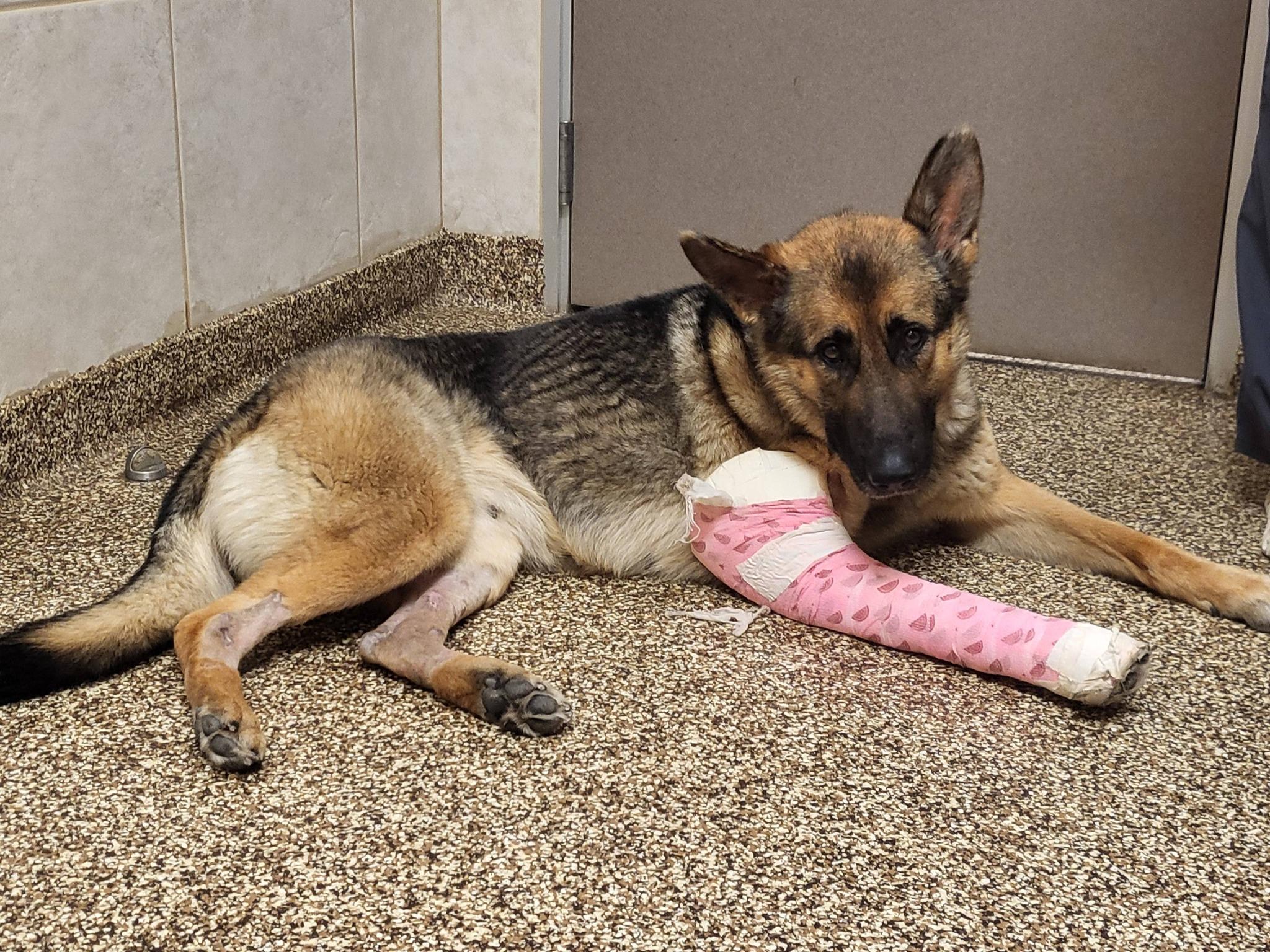 Enlarge Lala, a ADOPTABLE German Shepherd Dog in Salisbury, NC image 5/5