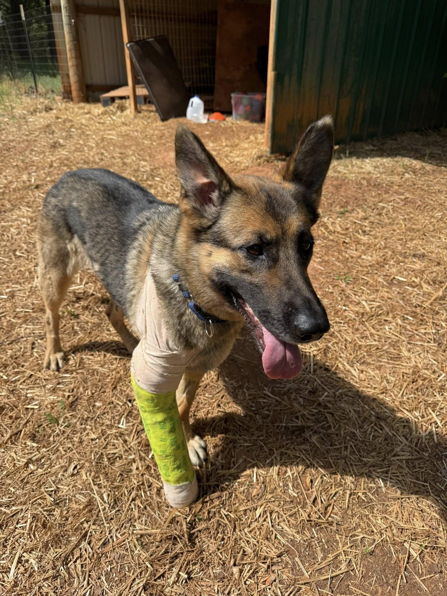 Enlarge Lala, a ADOPTABLE German Shepherd Dog in Salisbury, NC image 1/5