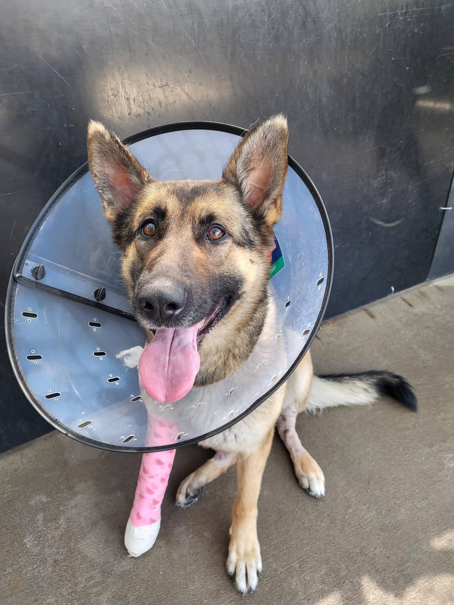Enlarge Lala, a ADOPTABLE German Shepherd Dog in Salisbury, NC image 3/5