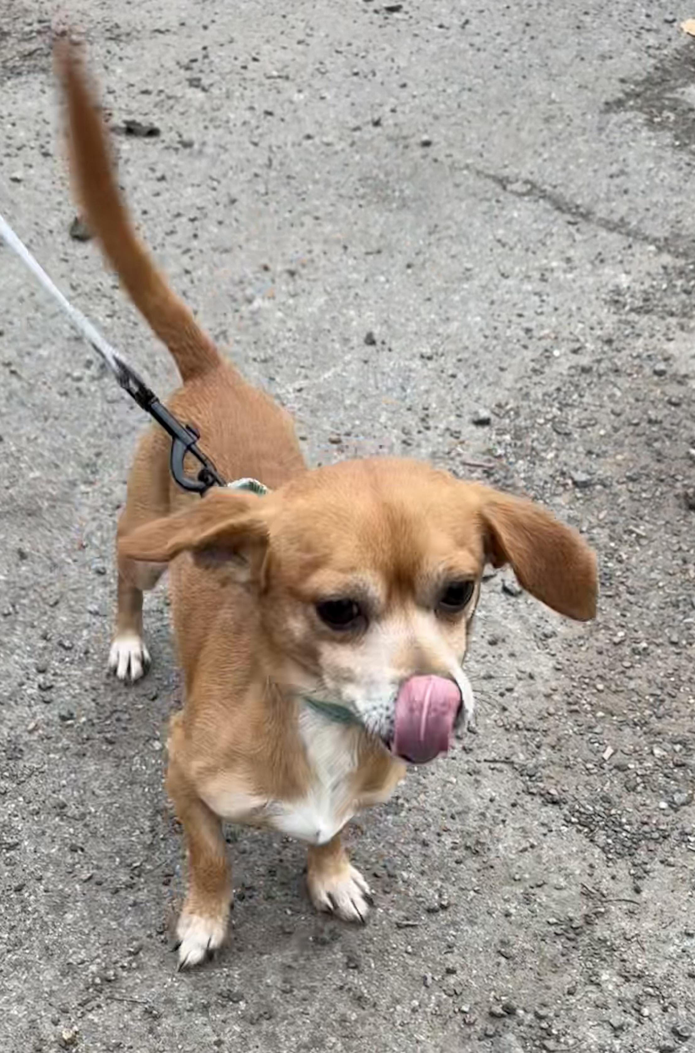 Tillin, ADOPTABLE, Adult Male Dachshund & Chihuahua.