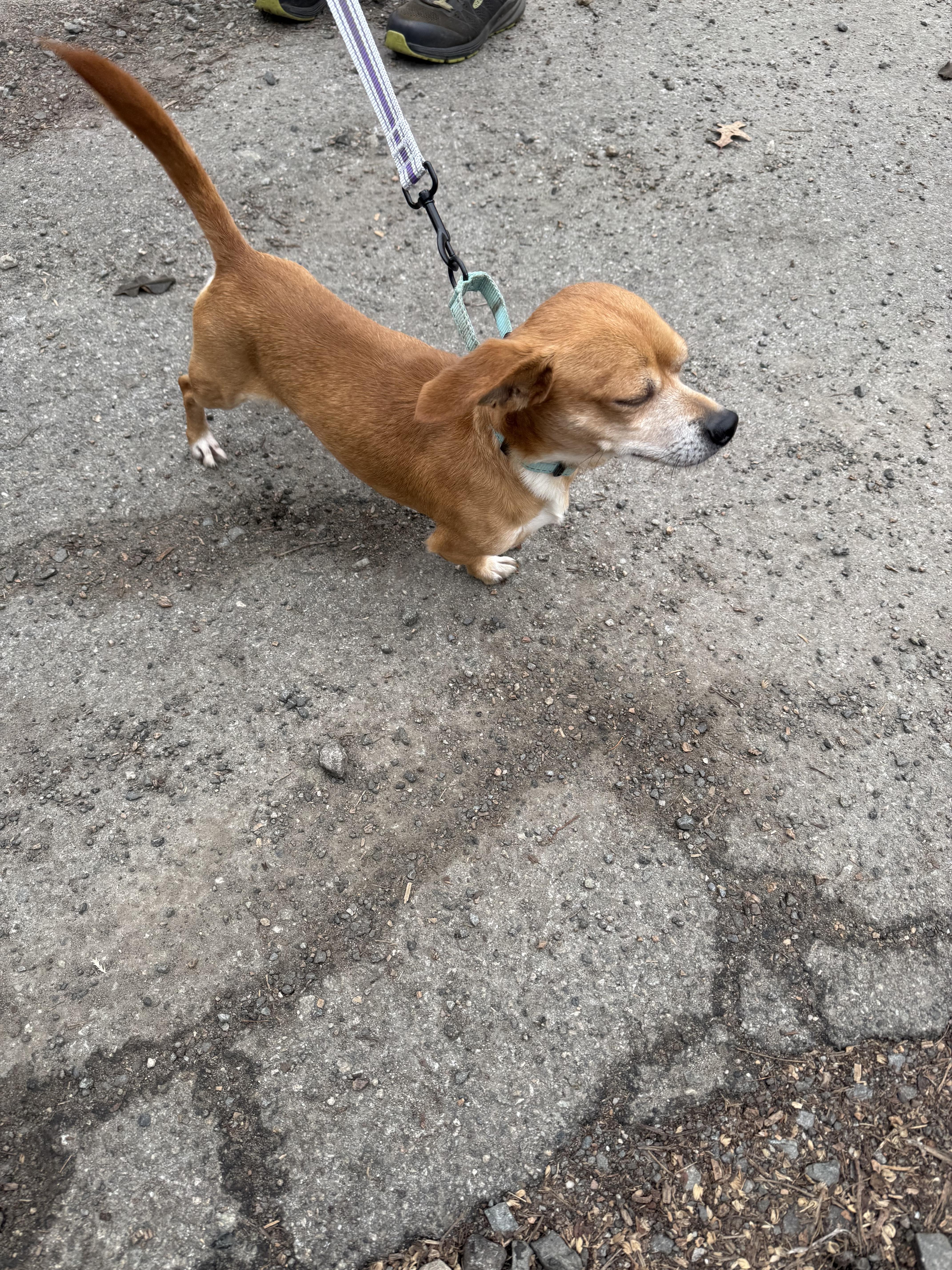 Tillin, a ADOPTABLE mixed breed in Wanaque, NJ image 2/3