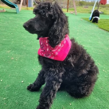 Enlarge Brynn, a Adopted Standard Poodle in Phoenix, AZ image 1/1