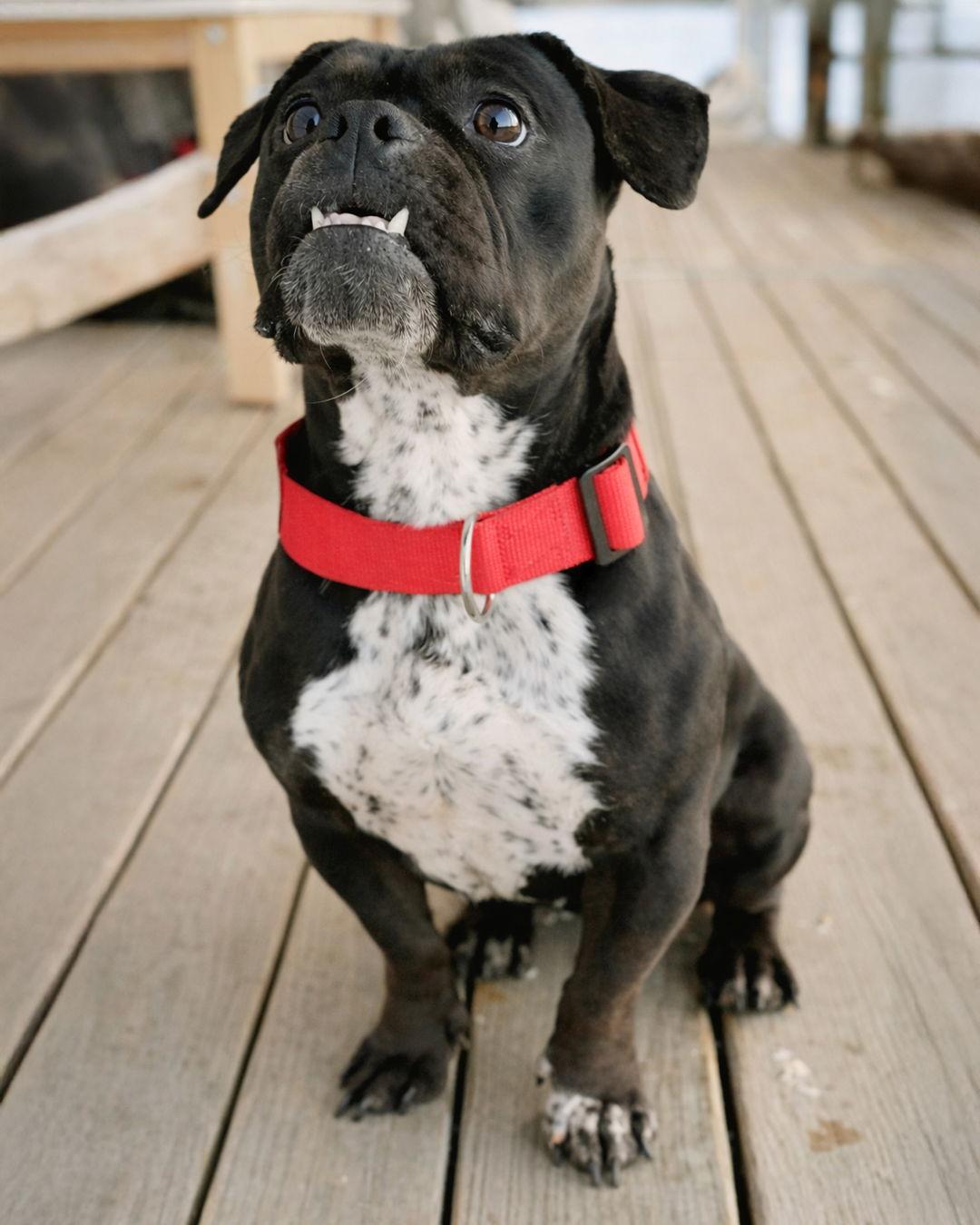 Enlarge Sprinkles, a Adopted mixed breed in Sudbury, MA image 1/3