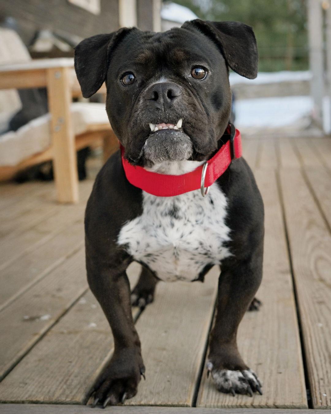 Enlarge Sprinkles, a Adopted mixed breed in Sudbury, MA image 3/3