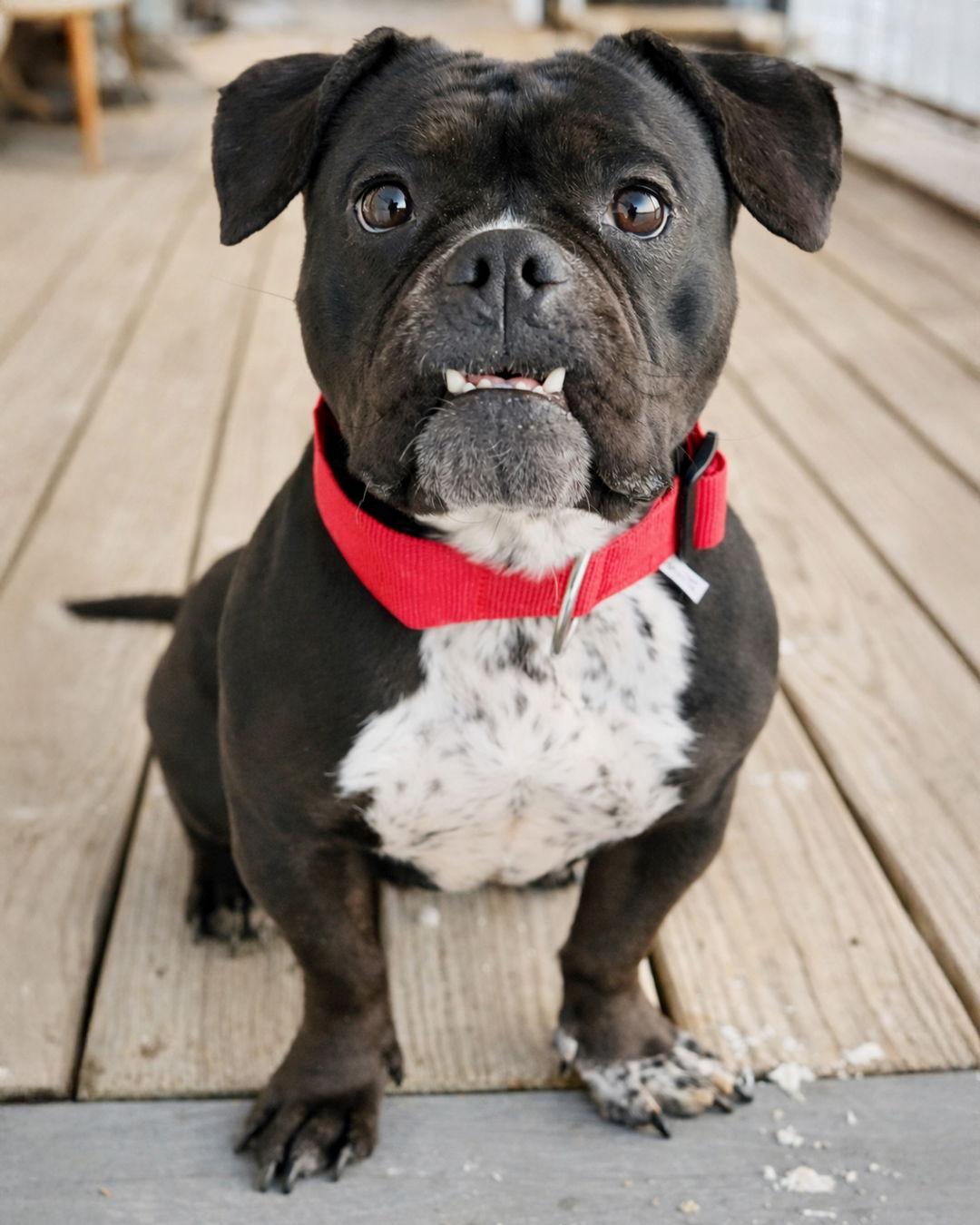 Sprinkles, Adopted, Adult Female Boston Terrier & Pug.